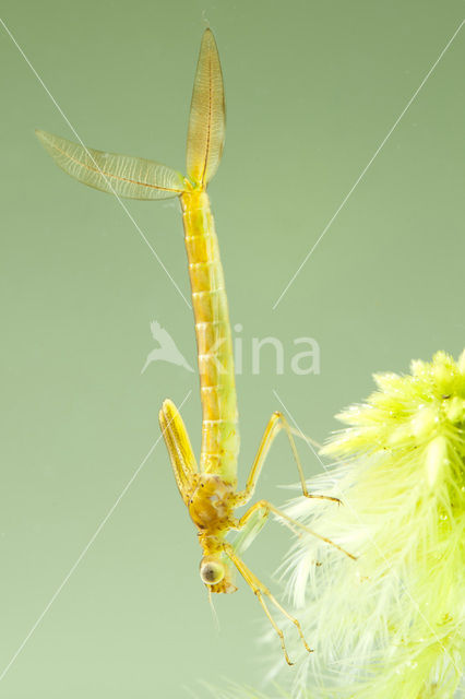 Tangpantserjuffer (Lestes dryas)