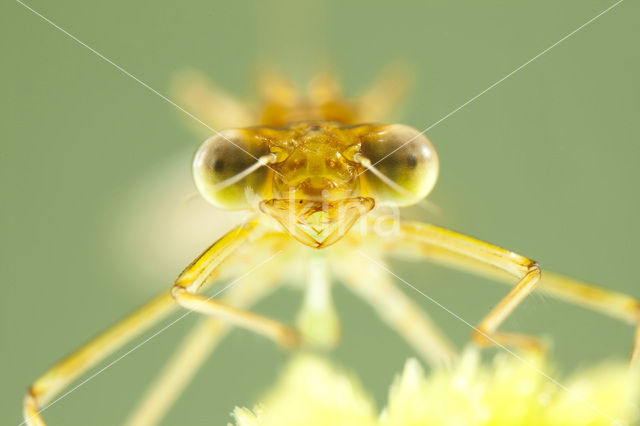 Tangpantserjuffer (Lestes dryas)