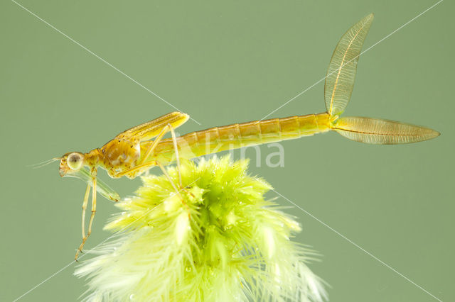 Tangpantserjuffer (Lestes dryas)