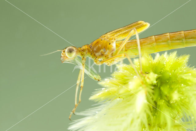 Tangpantserjuffer (Lestes dryas)