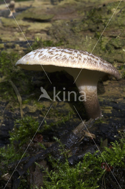 Tijgertaaiplaat (Lentinus tigrinus)