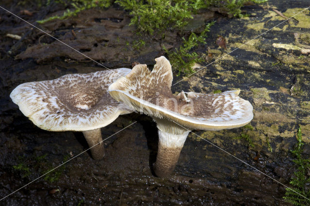 Tijgertaaiplaat (Lentinus tigrinus)