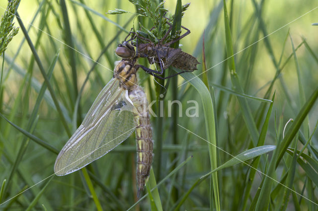 Tweevlek (Epitheca bimaculata)