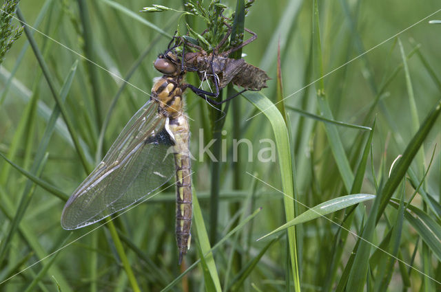 Tweevlek (Epitheca bimaculata)