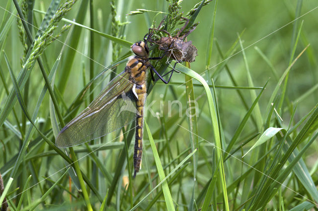 Tweevlek (Epitheca bimaculata)