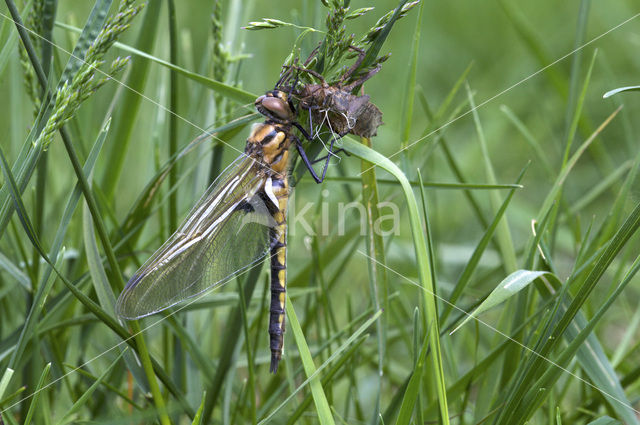 Tweevlek (Epitheca bimaculata)