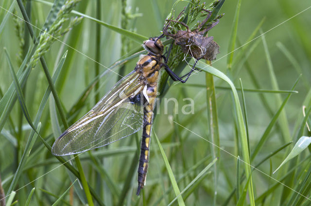 Tweevlek (Epitheca bimaculata)