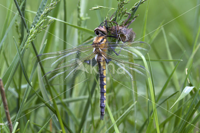 Tweevlek (Epitheca bimaculata)