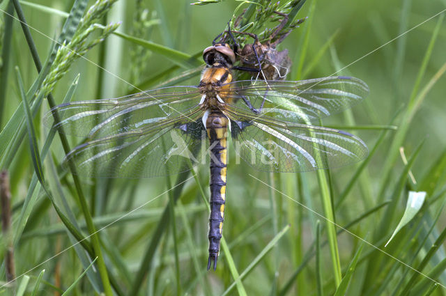 Tweevlek (Epitheca bimaculata)