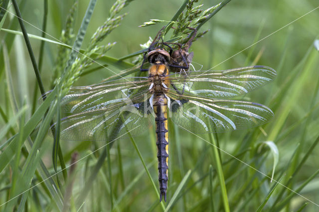 Tweevlek (Epitheca bimaculata)