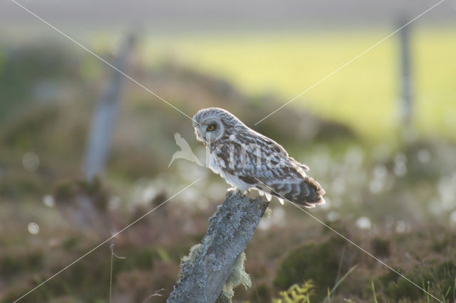 Velduil (Asio flammeus)