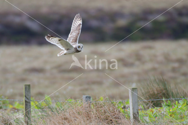 Velduil (Asio flammeus)