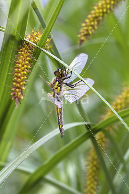 Viervlek (Libellula quadrimaculata)