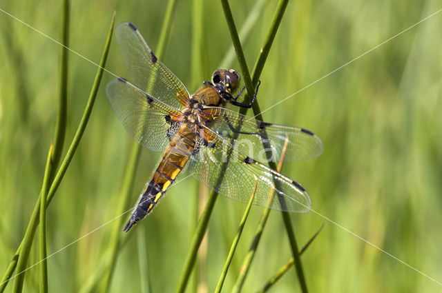 Viervlek (Libellula quadrimaculata)