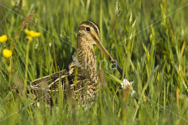 Watersnip (Gallinago gallinago)