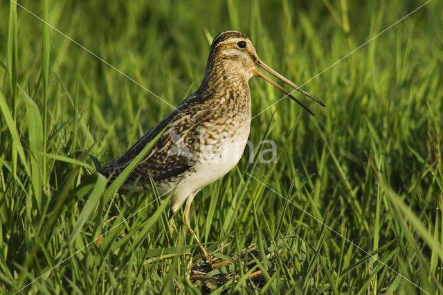 Watersnip (Gallinago gallinago)