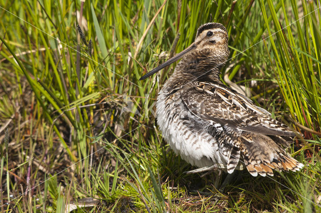 Common Snipe (Gallinago gallinago)