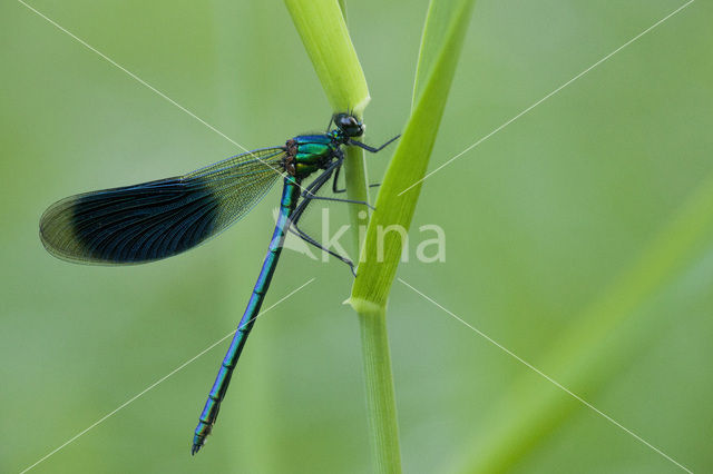 Weidebeekjuffer (Calopteryx splendens)