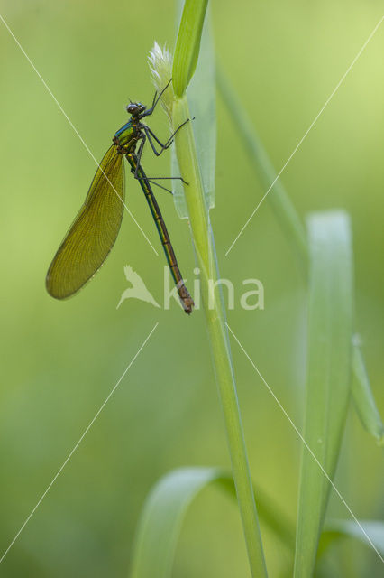 Weidebeekjuffer (Calopteryx splendens)