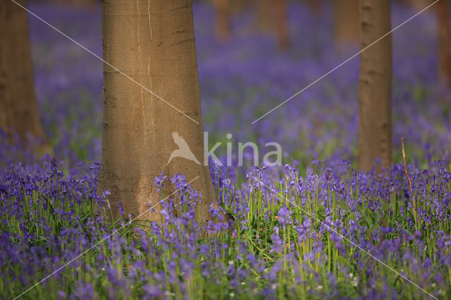 Bluebell (Scilla non-scripta)