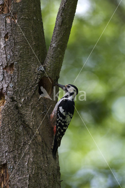 Witrugspecht (Dendrocopos leucotos)