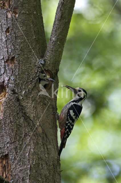 Witrugspecht (Dendrocopos leucotos)