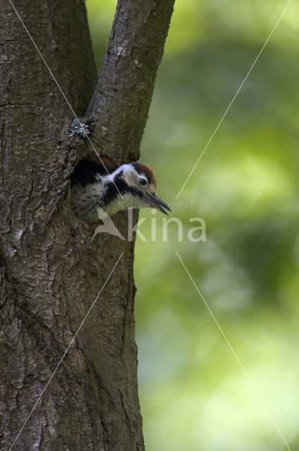 Witrugspecht (Dendrocopos leucotos)