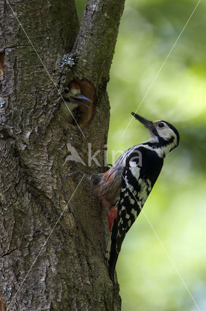 Witrugspecht (Dendrocopos leucotos)