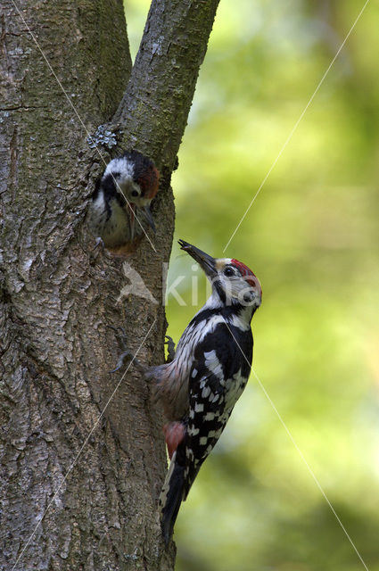 Witrugspecht (Dendrocopos leucotos)