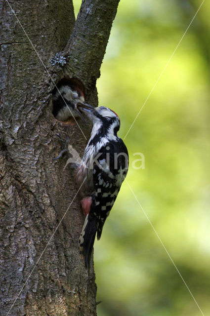 Witrugspecht (Dendrocopos leucotos)