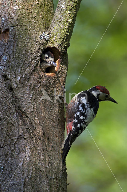 Witrugspecht (Dendrocopos leucotos)