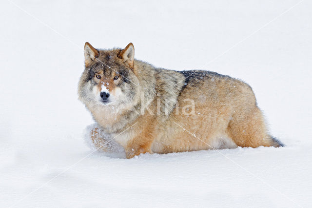 Grey Wolf (Canis lupus)