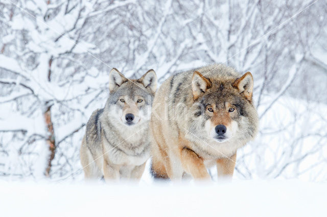 Grey Wolf (Canis lupus)