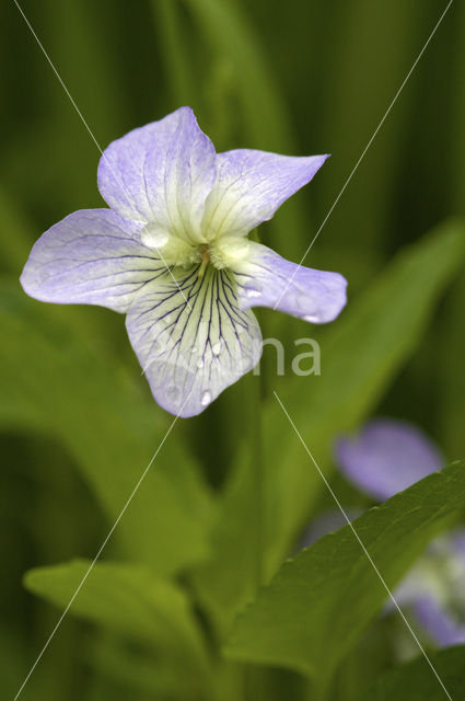 Wonderviooltje (Viola mirabilis)