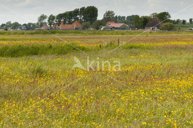 Wormer- en Jisperveld