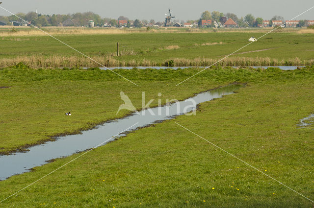 Wormer- en Jisperveld