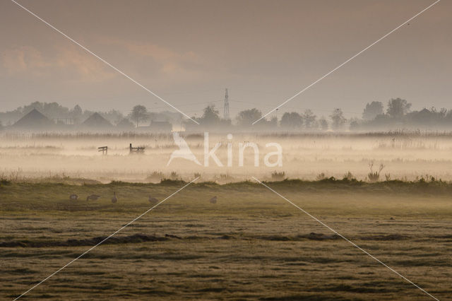 Wormer- en Jisperveld