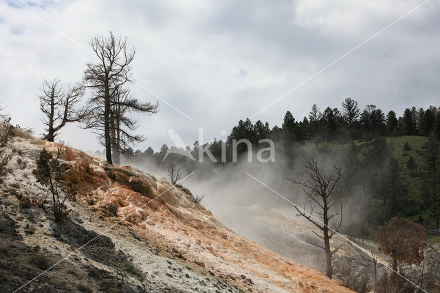 Yellowstone national park