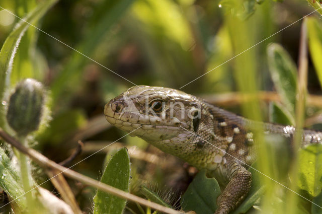 Zandhagedis (Lacerta agilis)