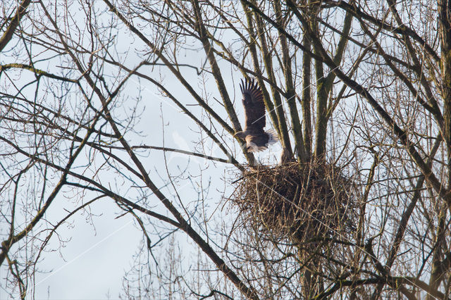 Zeearend (Haliaeetus albicilla)