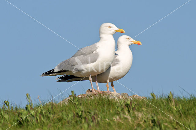 Zilvermeeuw (Larus argentatus)