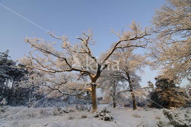 Zomereik (Quercus robur)