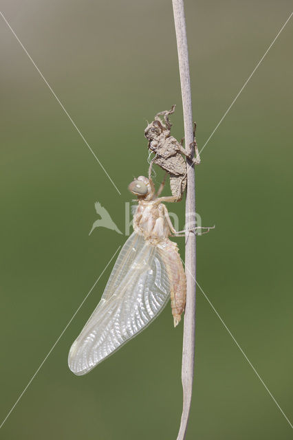 Zuidelijke oeverlibel (Orthetrum brunneum)