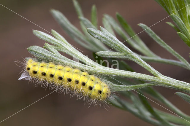 Zwarte herfstspinner (Poecilocampa populi)