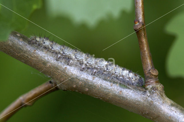 Zwarte herfstspinner (Poecilocampa populi)