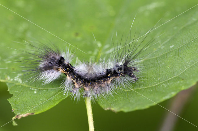 Zwarte l vlinder (Arctornis l-nigrum)