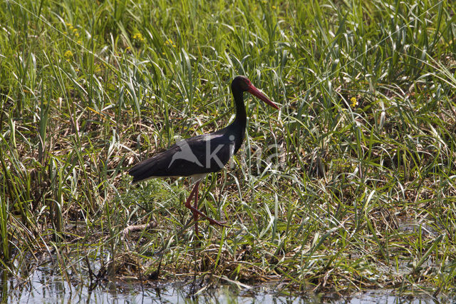 Black Stork (Ciconia nigra)