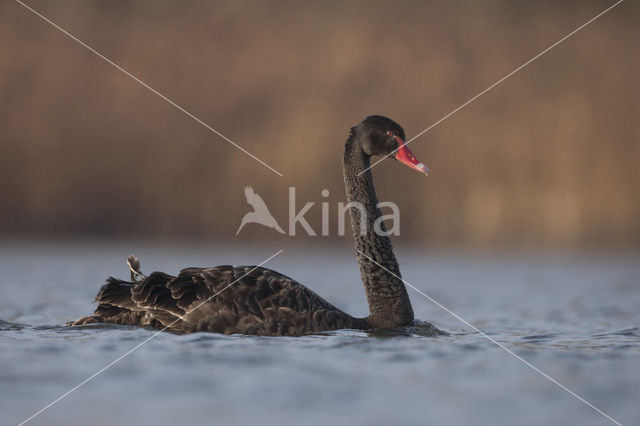 Zwarte Zwaan (Cygnus atratus)