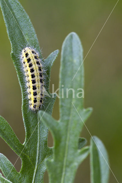 Zygaena ephialtes