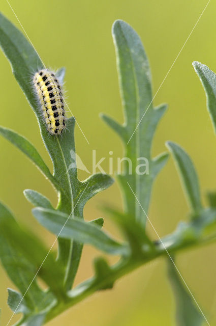 Zygaena ephialtes